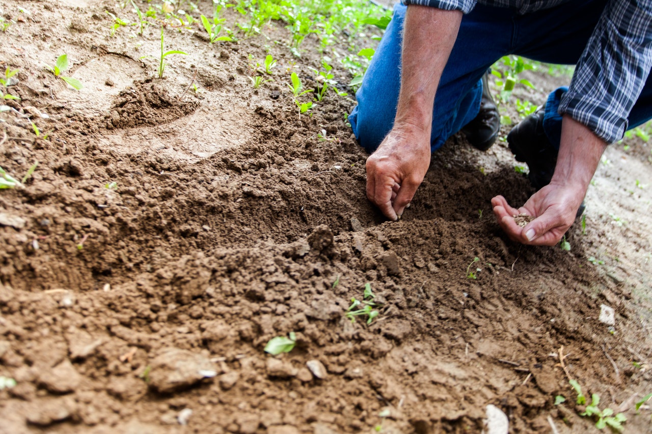 Sadzenie nasion w glebie